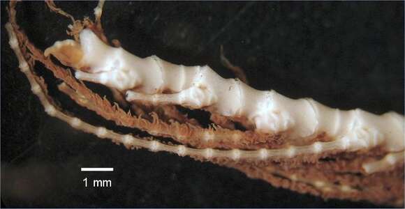 Слика од Cyclometra flavescens AH Clark 1911