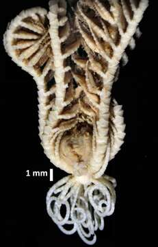 Image of Eumorphometra marri John 1938