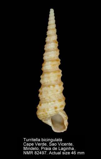 Image of Turritella bicingulata Lamarck 1822