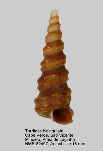 Image of Turritella bicingulata Lamarck 1822