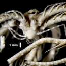 Image of Fariometra liobrachia AM Clark 1972
