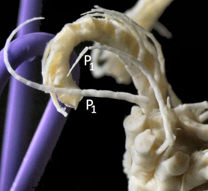 Image of Fariometra liobrachia AM Clark 1972