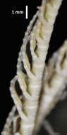 Image of Fariometra liobrachia AM Clark 1972