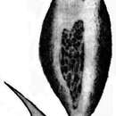 Image of Inflatella pellicula Schmidt 1875
