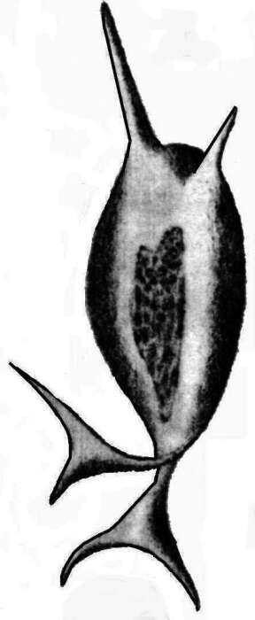 Image of Inflatella pellicula Schmidt 1875
