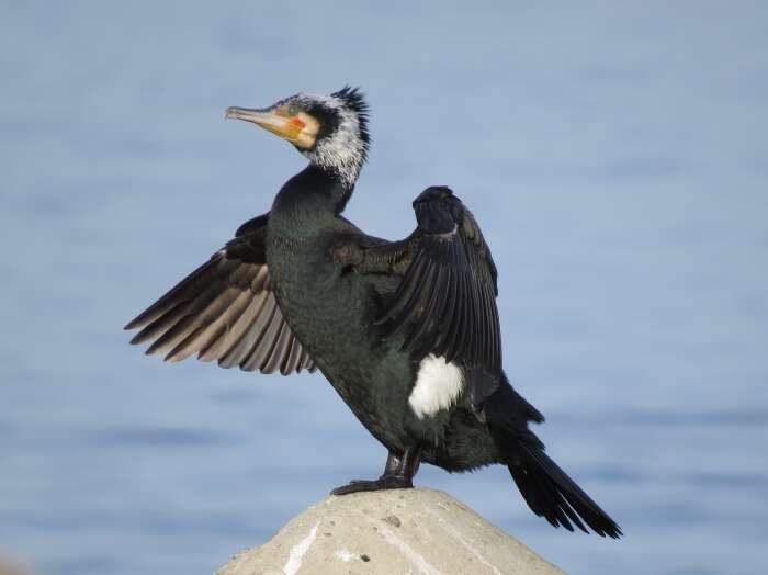 Plancia ëd Phalacrocorax carbo (Linnaeus 1758)