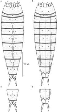 Image of Echinoderes augustae Sørensen & Landers 2014