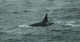 Image of killer whale