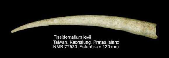 Image of Fissidentalium levii Scarabino 1995