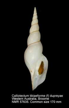 Image of Calliotectum tibiaeforme (Kuroda 1931)