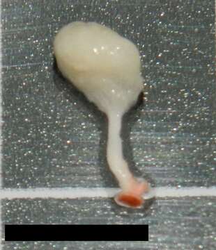 Clathrina stipitata (Dendy 1891) resmi