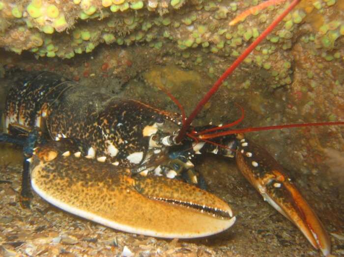 Image of Crayfishes and Lobsters