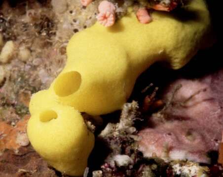 Image of lemon sponge