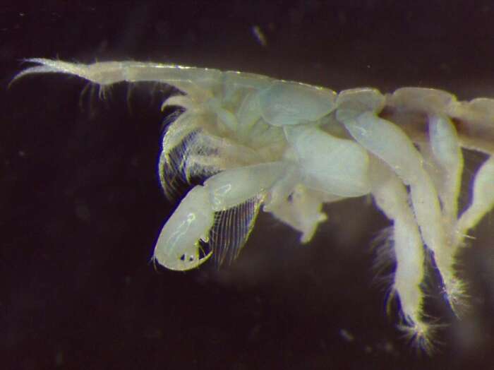 Image of Tanaidacea Dana 1849