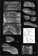 Image of Calliodentaliidae Chistikov 1975