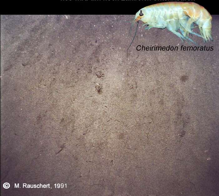 Image of Cheirimedon femoratus (Pfeffer 1888)