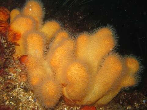 Image of Dead man’s fingers