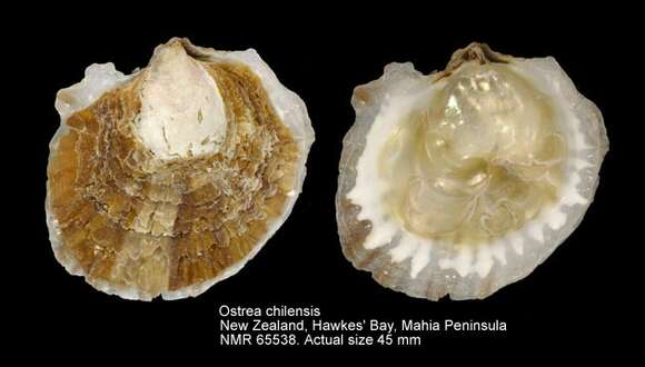 Image of Chilean Oyster