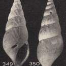 Image of Zebinella fragileplicata (Beets 1941)