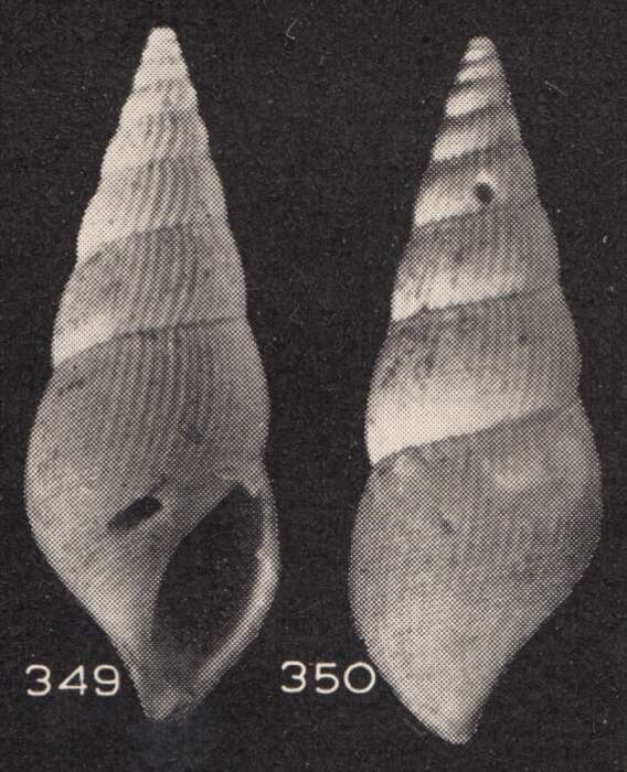 Image of Zebinella fragileplicata (Beets 1941)