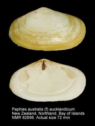 Image de Paphies australis (Gmelin 1791)