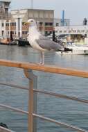 Imagem de Larus argentatus Pontoppidan 1763