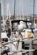 Imagem de Larus argentatus Pontoppidan 1763