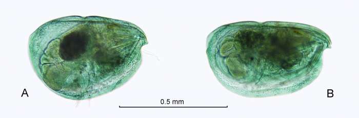 Image of Archiconchoecia striata G. W. Müller 1894