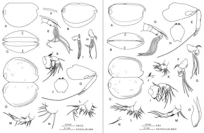 Image of Archiconchoecia striata G. W. Müller 1894