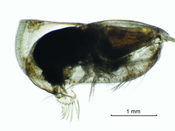 Image of Alacia leptothrix (G. W. Müller 1906)