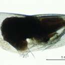 Image of Conchoecetta acuminata Claus 1890