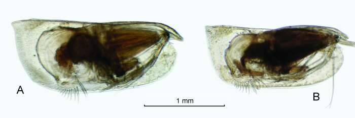 Image of Conchoecetta giesbrechti (G. W. Müller 1906)