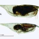 Image of Conchoecilla daphnoides Claus 1890