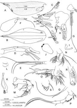 Image of Conchoecilla daphnoides Claus 1890