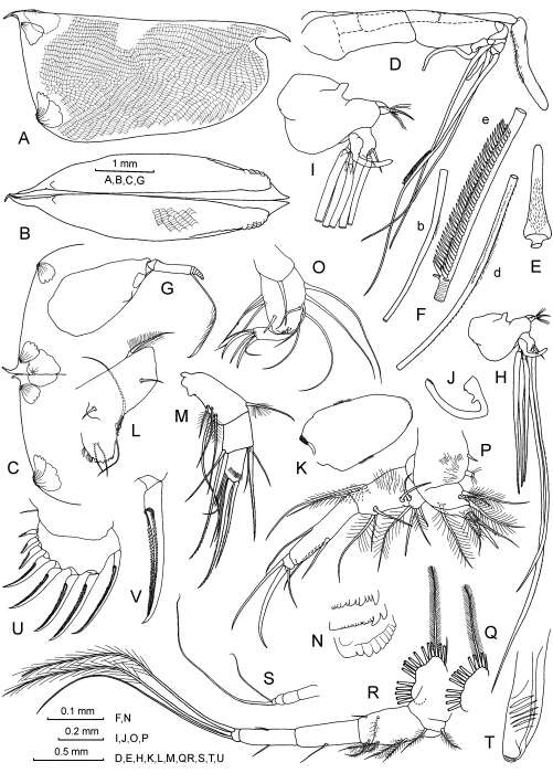 Image of Conchoecissa plinthina (Müller & G. W. 1906)