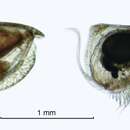 Image of Loricoecia loricata (Claus 1894)