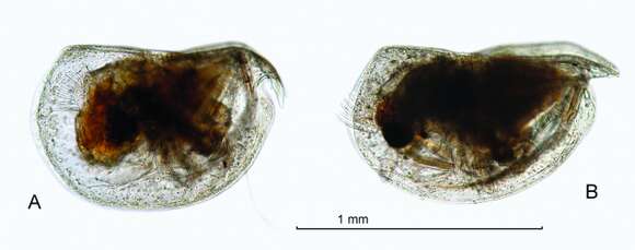 Image of Mikroconchoecia stigmatica G. W. Müller 1906