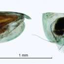 Paraconchoecia allotherium (G. W. Müller 1906) resmi