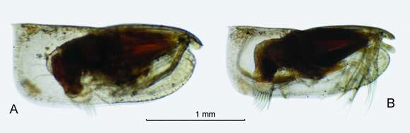 Image of Paraconchoecia echinata (G. W. Müller 1906)