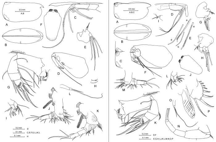 Image of Porroecia porrecta (Claus 1890)