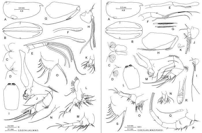 Image of Proceroecia macroprocera (Angel 1971)