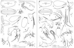 Image of Proceroecia microprocera (Angel 1971)