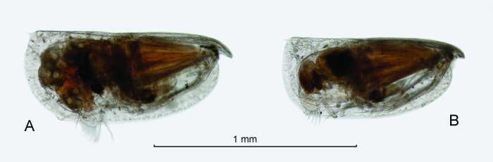 Image of Proceroecia microprocera (Angel 1971)