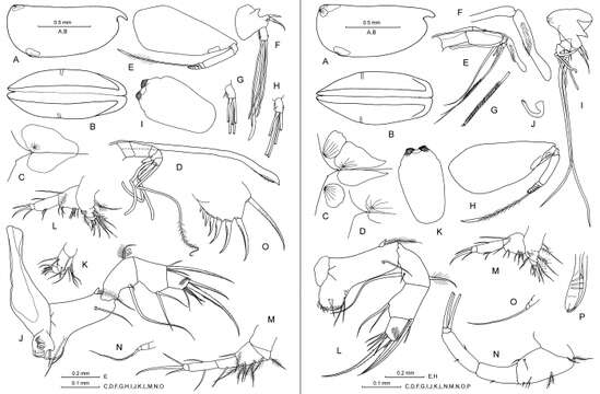 Image of Proceroecia procera (G. W. Müller 1894)