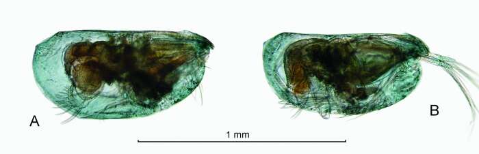 Image of Clausoecia pusilla (Müller & G. W. 1906)