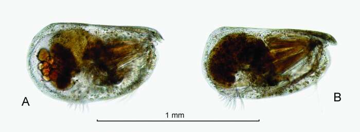 Image of Nasoecia nasotuberculata (Müller & G. W. 1906)