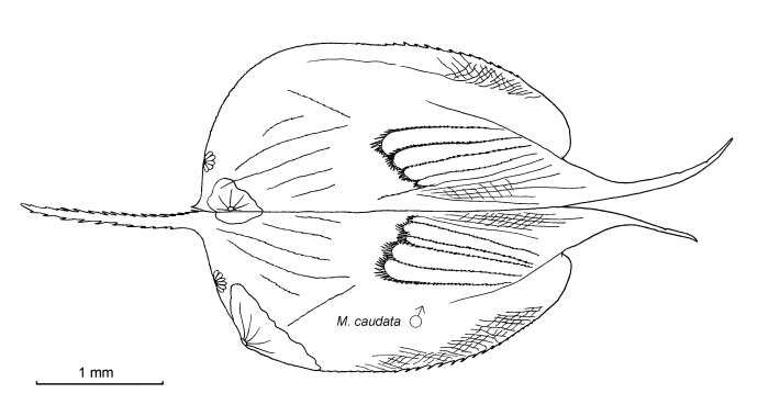 Image of Macroconchoecia Granata & Caporaccio 1949
