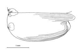 Image of Paraconchoecia cophopyga (G. W. Müller 1906)