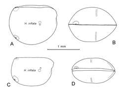 Image of Halocypris Dana 1853