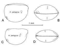 Image of Halocypris pelagica Claus 1890